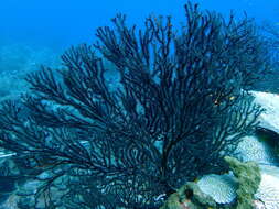 Image of Black Sea fan