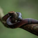 Image of Banded Centipede Snake