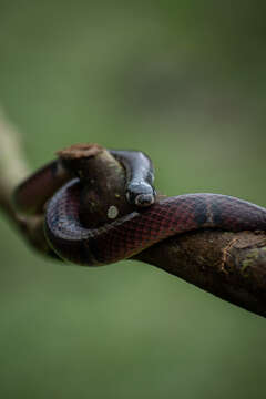 Image of Banded Centipede Snake