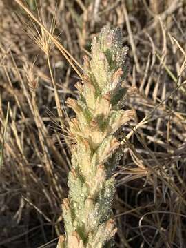 Image of Palm-Bract Salt-Bird's-Beak