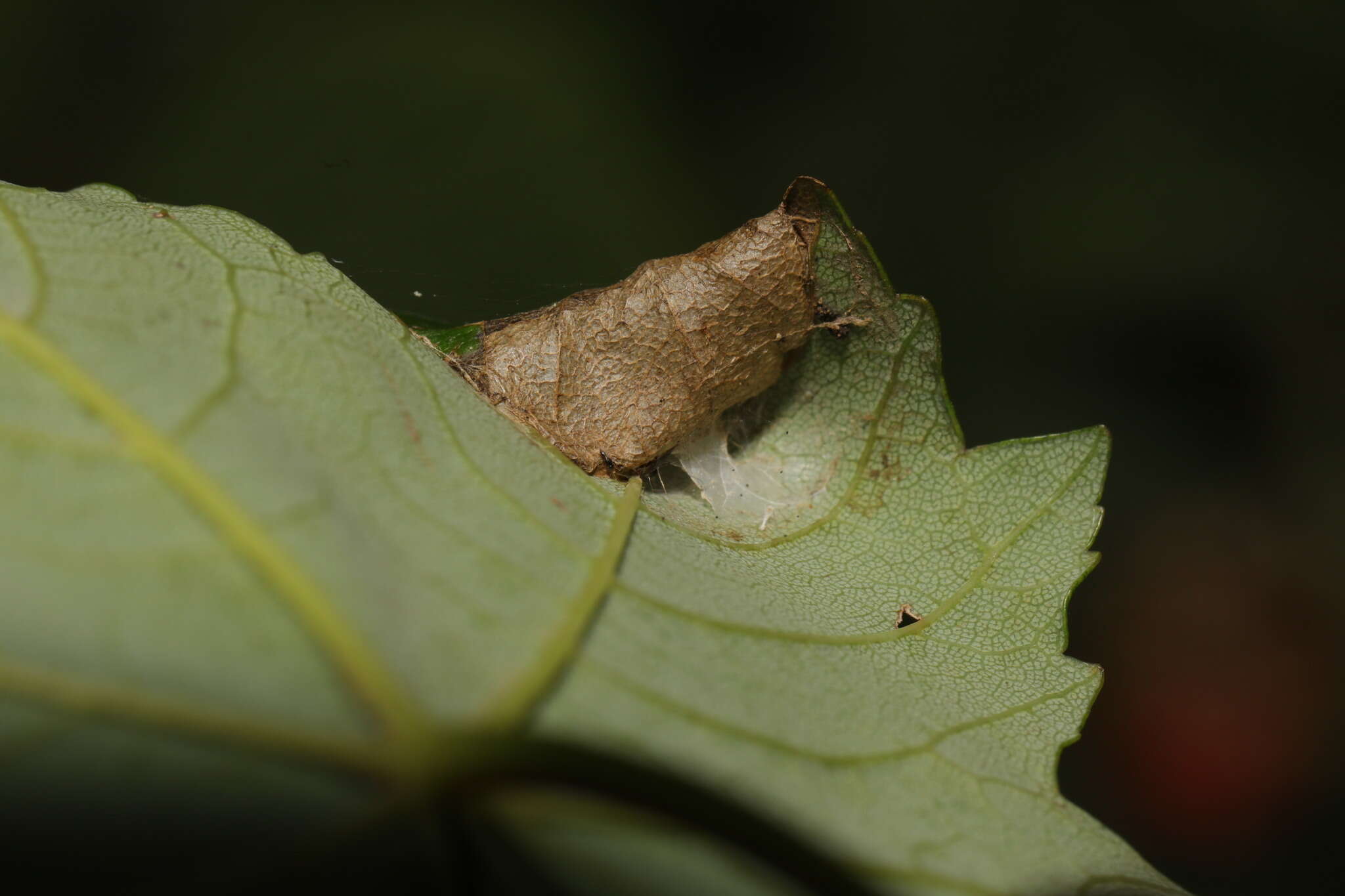 Image of Caloptilia rufipennella (Hübner 1796)