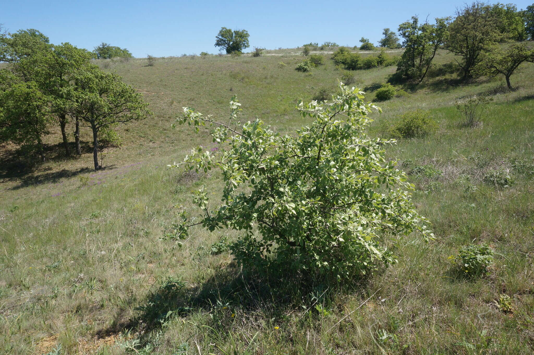 Pyrus elaeagrifolia Pall. resmi