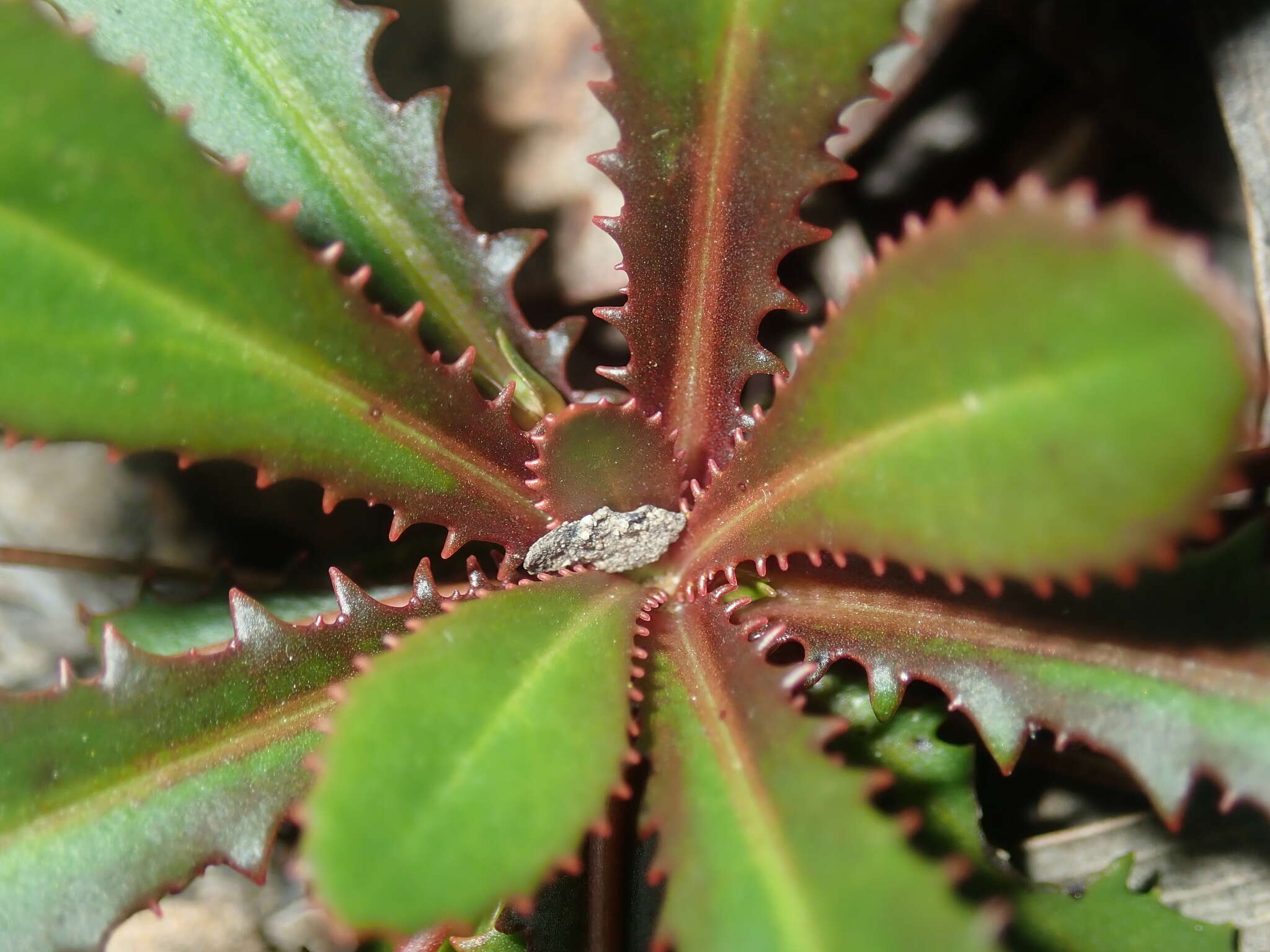 Image of Goodenia caroliniana