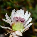 Image de Helichrysum pumilum var. spathulatum A. M. Buchanan