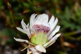 Image de Helichrysum pumilum var. spathulatum A. M. Buchanan