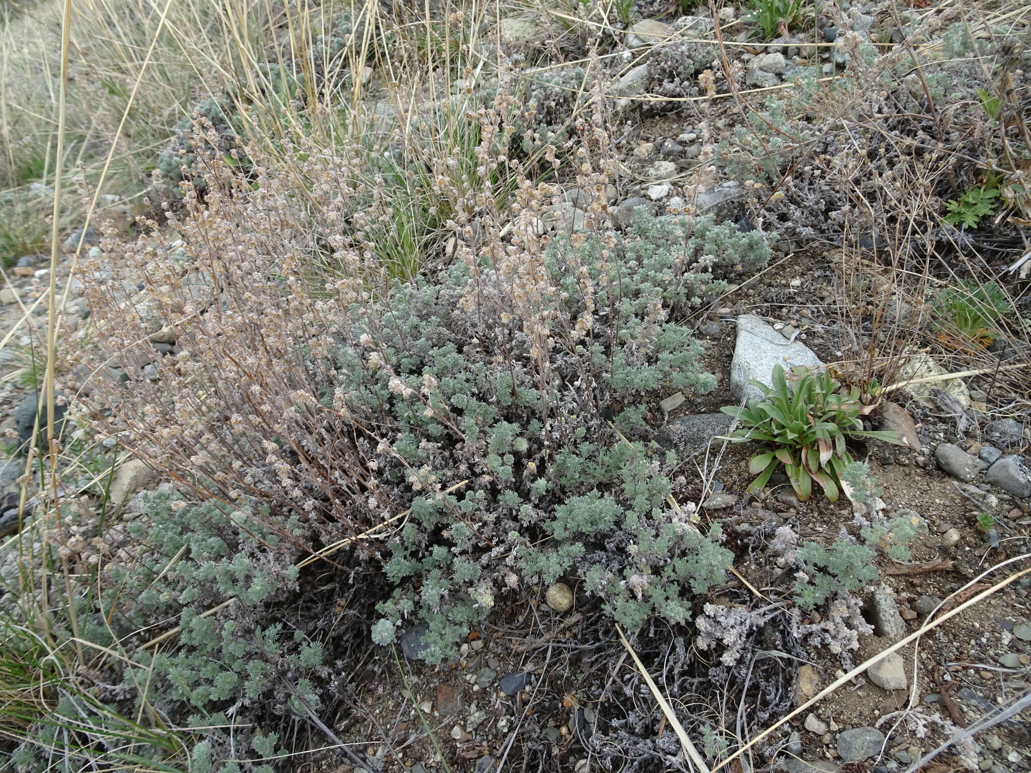 Слика од Artemisia frigida Willd.