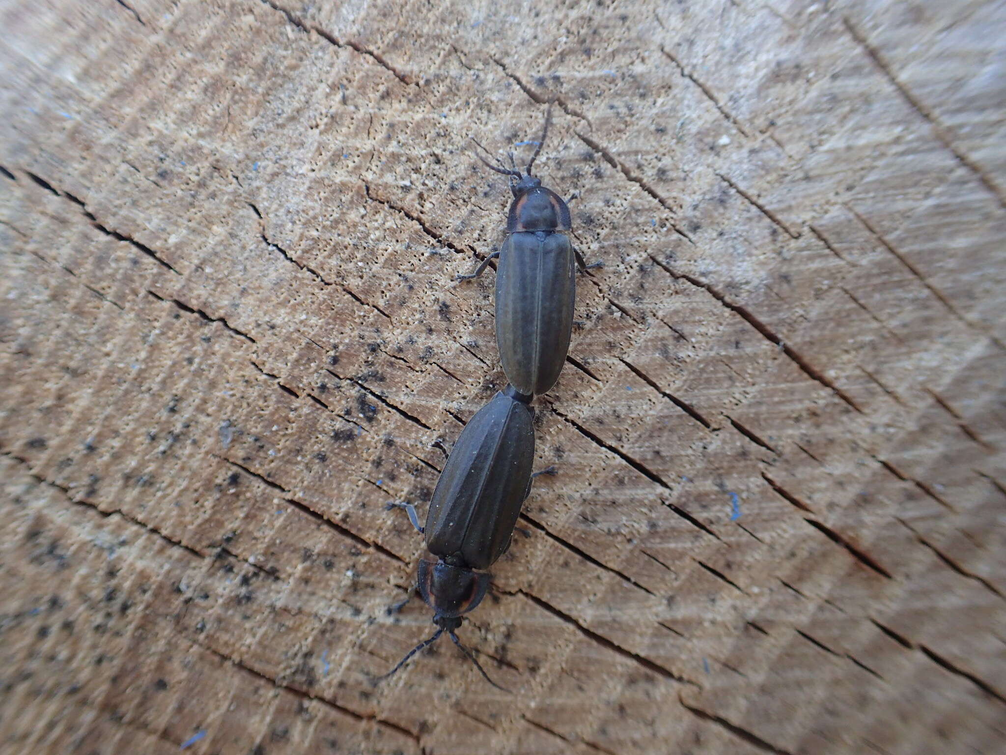 Image of Winter Firefly