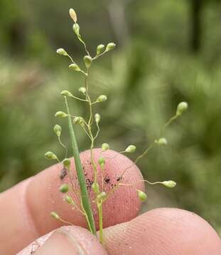 Image of Panicum filiramum Ashe