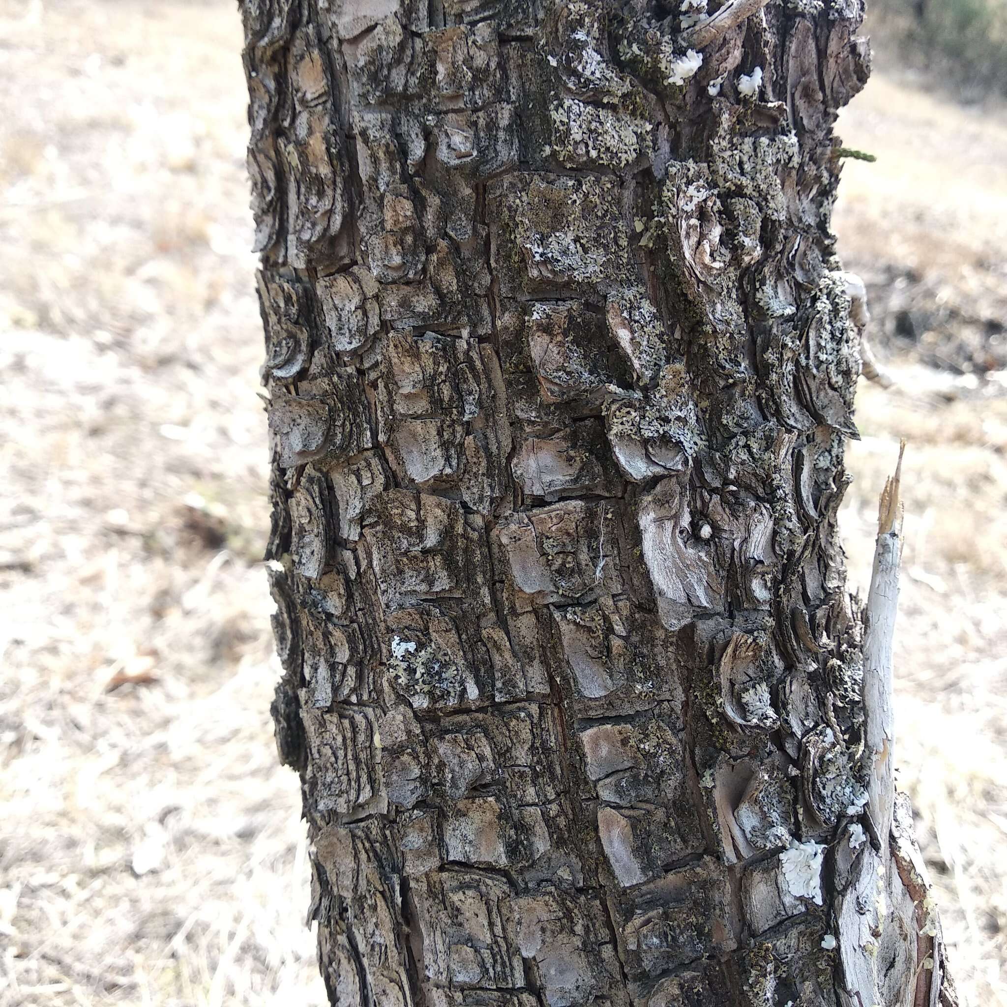 Juniperus deppeana var. deppeana的圖片