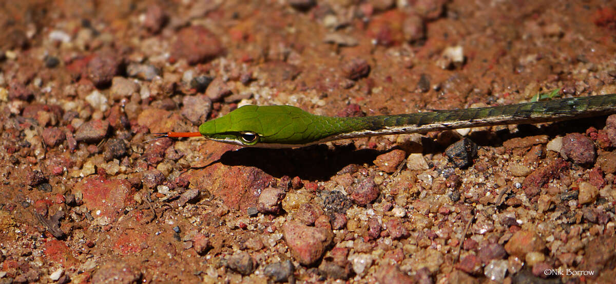 Image of Thelotornis kirtlandii (Hallowell 1844)