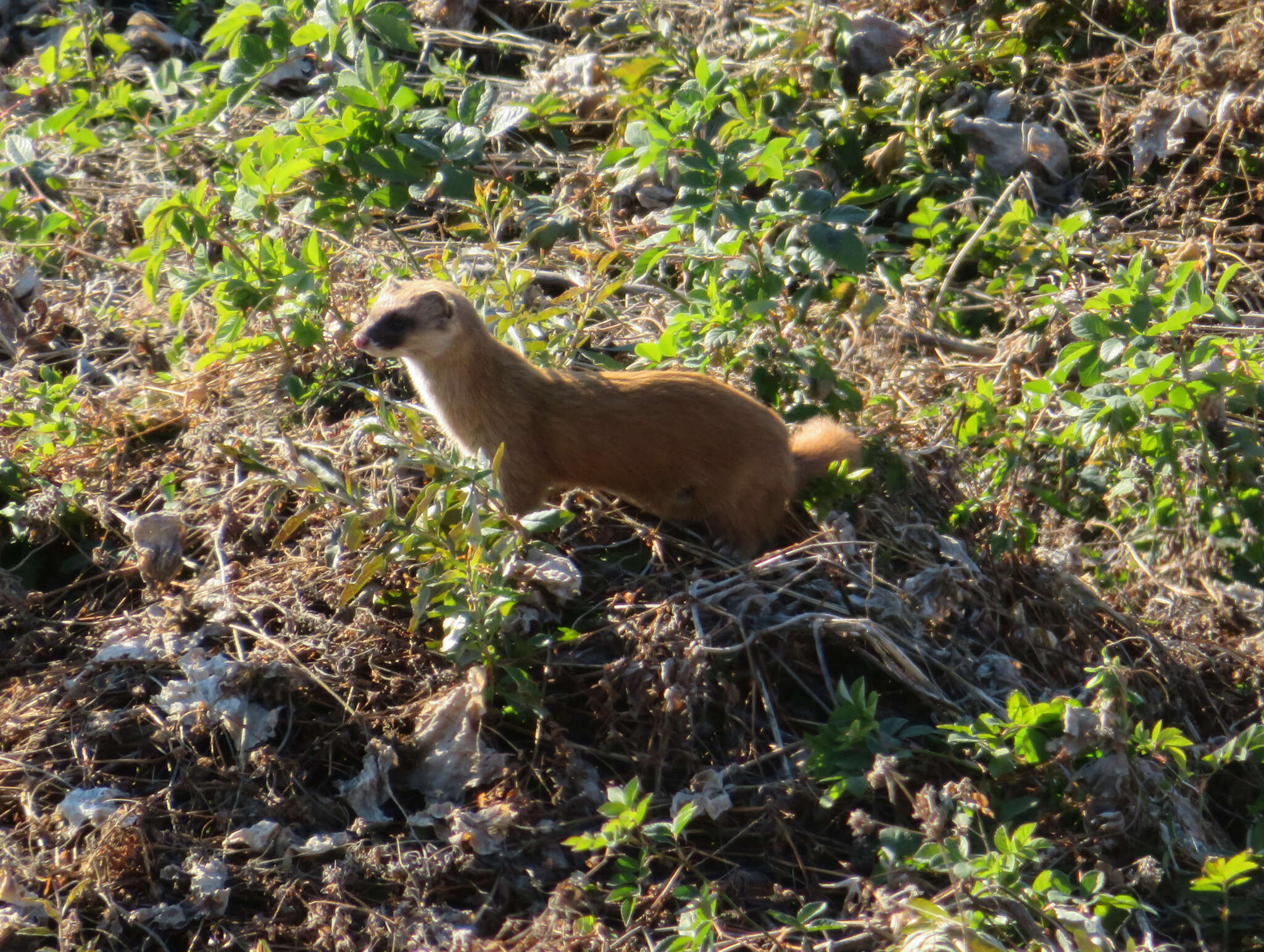 Image of Japanese Weasel