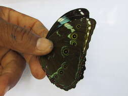 Image of Blue-banded Morpho Butterfly