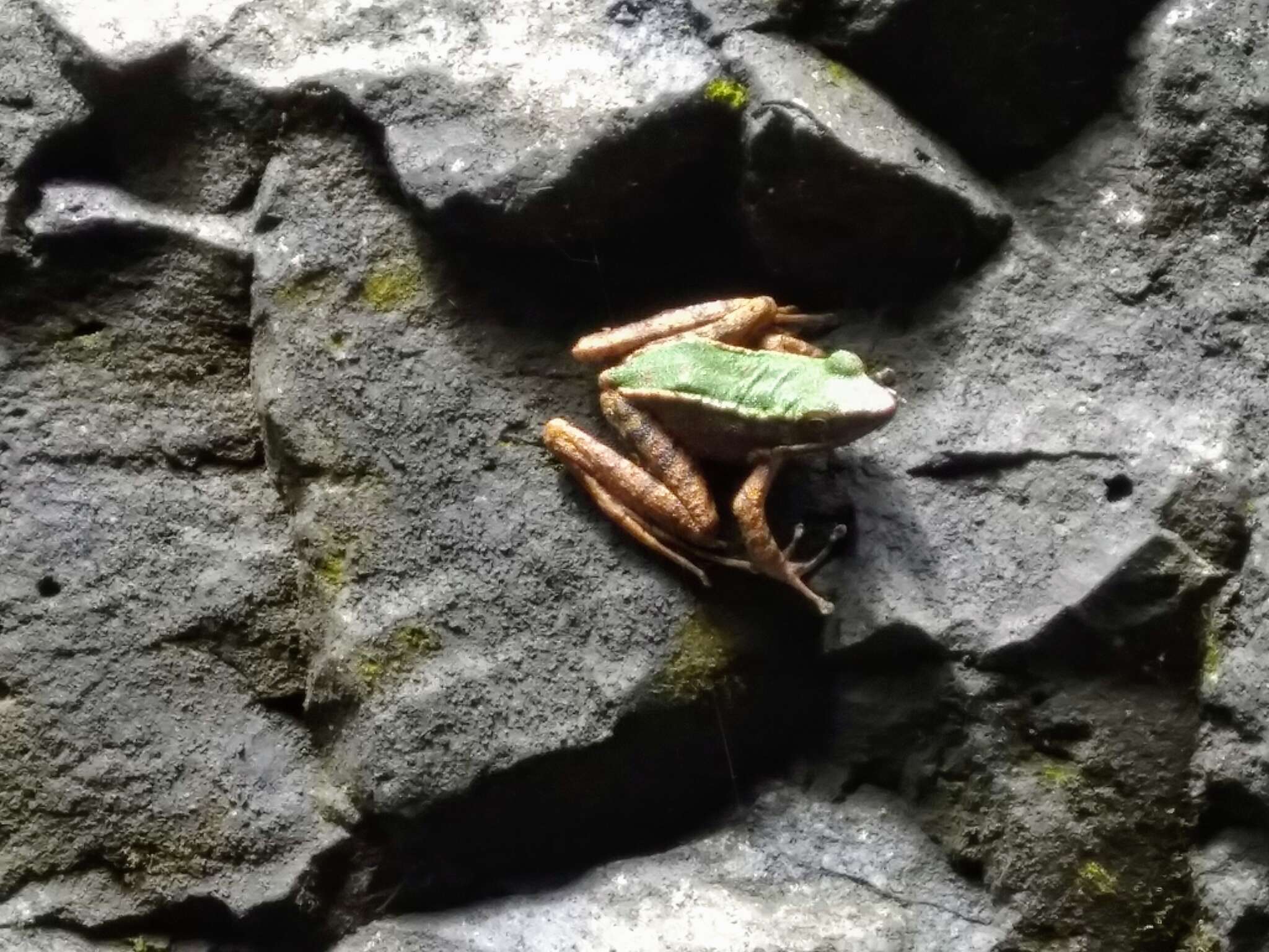 Image of Chloronate Huia Frog