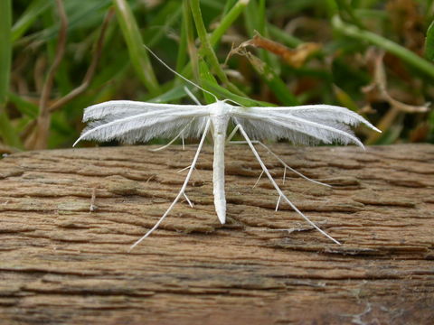 Image of White Plume