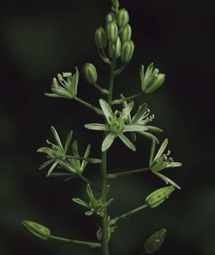 Image de Ornithogalum sphaerocarpum A. Kern.