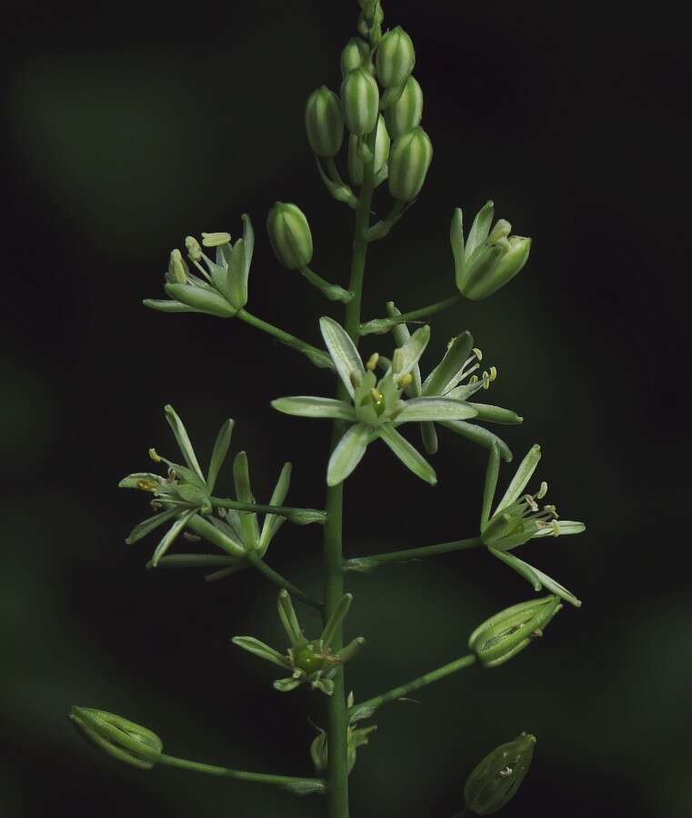 Image of Ornithogalum sphaerocarpum A. Kern.