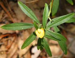 Image of sidebeak pencilflower