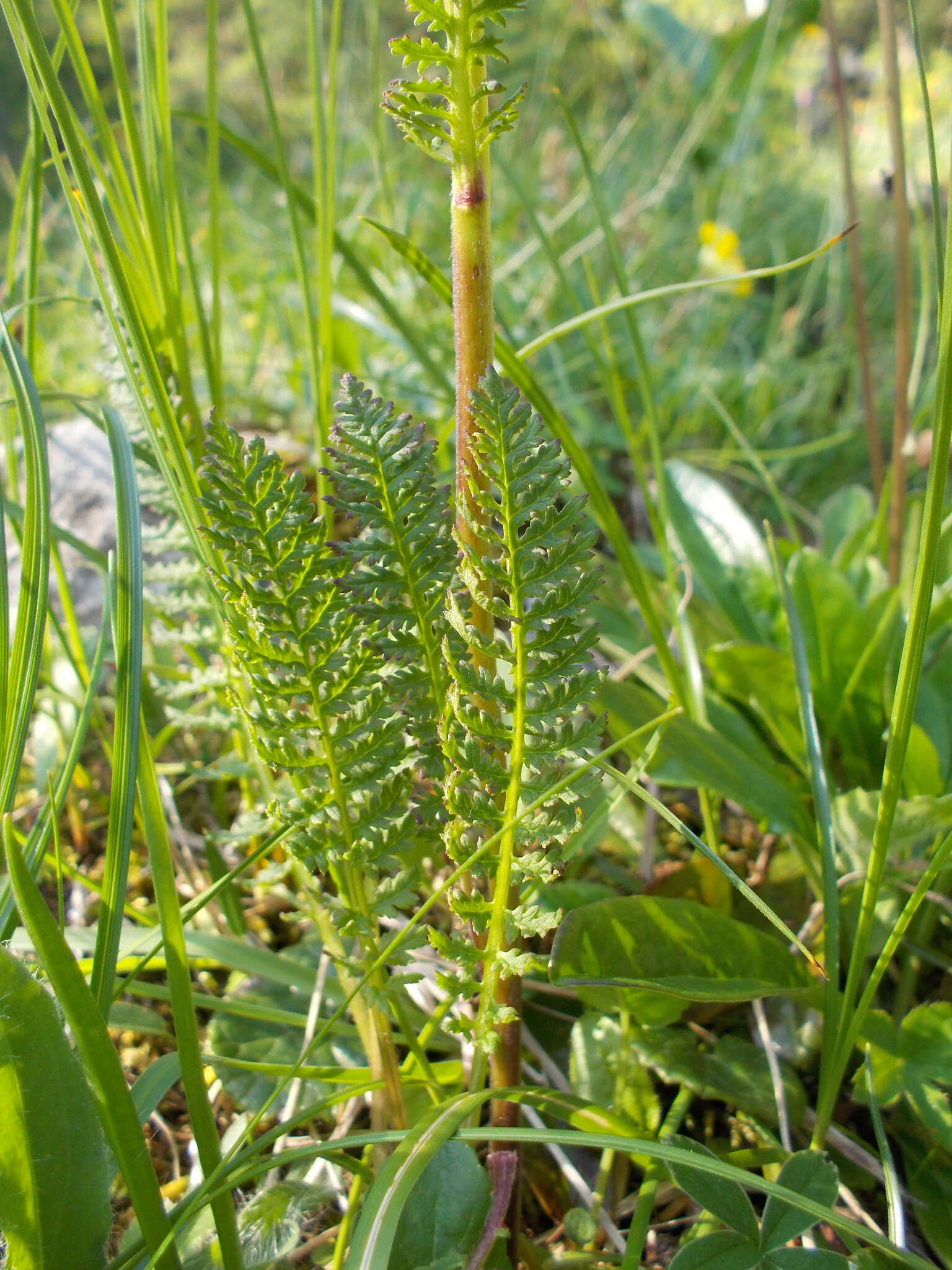 Image of Pedicularis ascendens Schleicher ex Gaudin