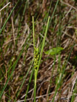 Imagem de Carex striata Michx.