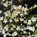 Image of Saxifraga cuneata Willd.