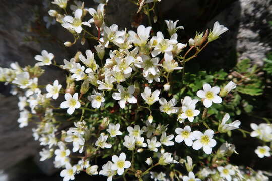 Image of Saxifraga cuneata Willd.