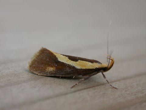 Image of <i>Harpella forficella</i> Scopoli 1763
