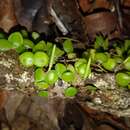 Plancia ëd Peperomia tenuicaulis C. DC.