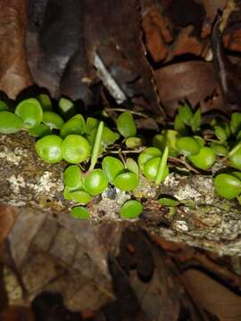 Plancia ëd Peperomia tenuicaulis C. DC.