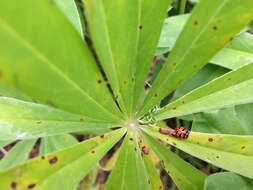 Image of Coccinella trifasciata perplexa Mulsant 1850