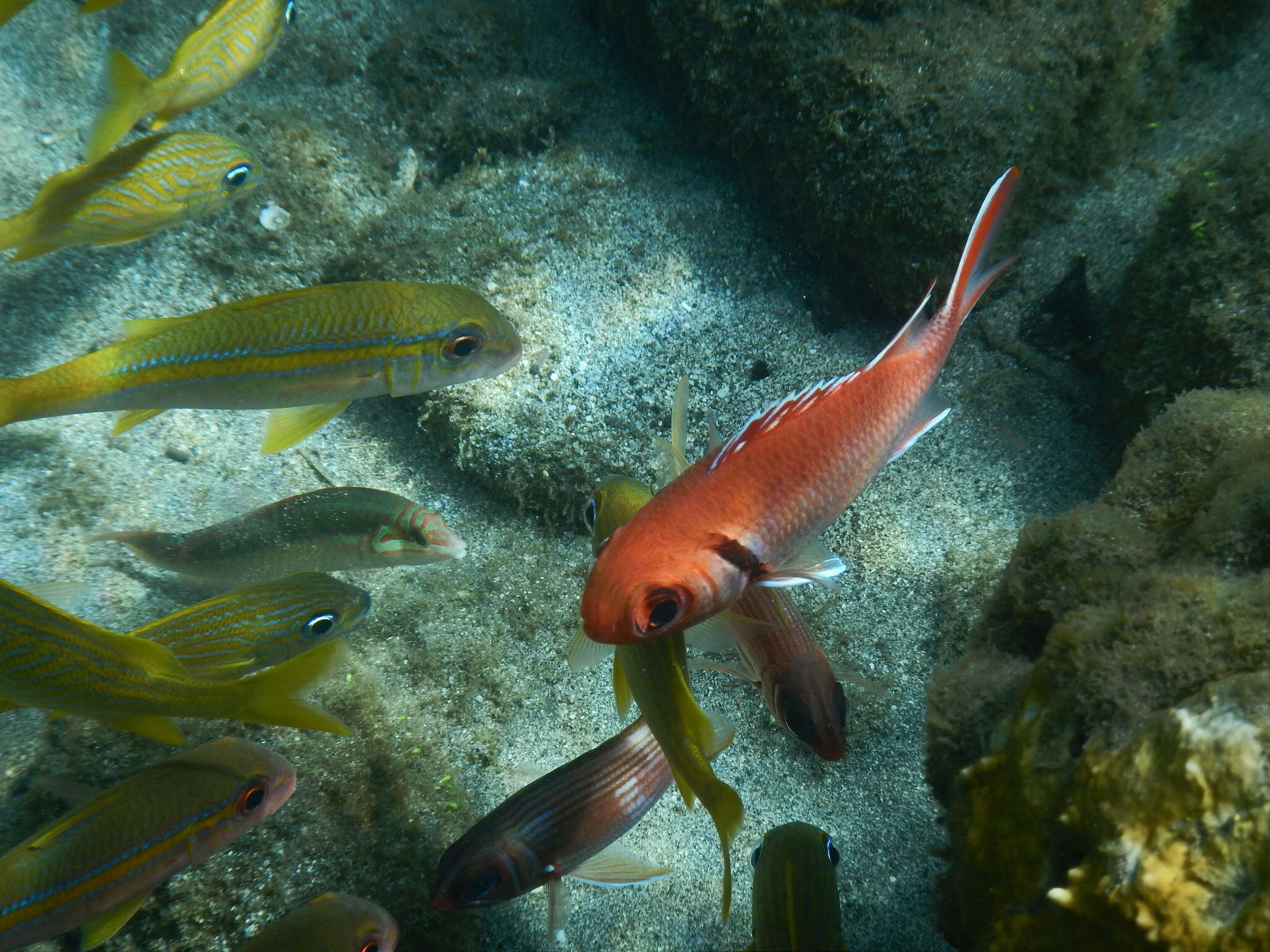 Image of Big-eyed Squirrelfish