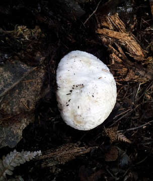 Image of Boletus semigastroideus Nuhn, Manfr. Binder, A. F. S. Taylor, Halling & Hibbett 2013