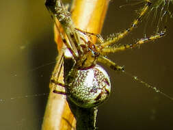 Image of Hammock Spider