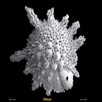 Image of <i>Calcarina spengleri</i> (Gmelin 1791)