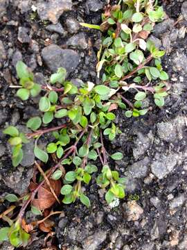 Image of common chickweed