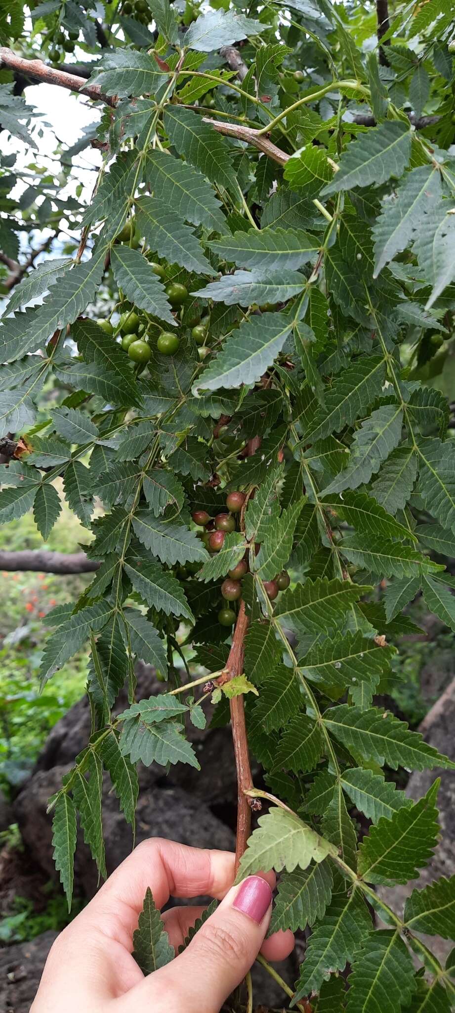 Imagem de Bursera penicillata (Sesse & Moc.) Engl.