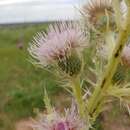 Imagem de Cirsium scariosum var. coloradense (Rydb.) D. J. Keil