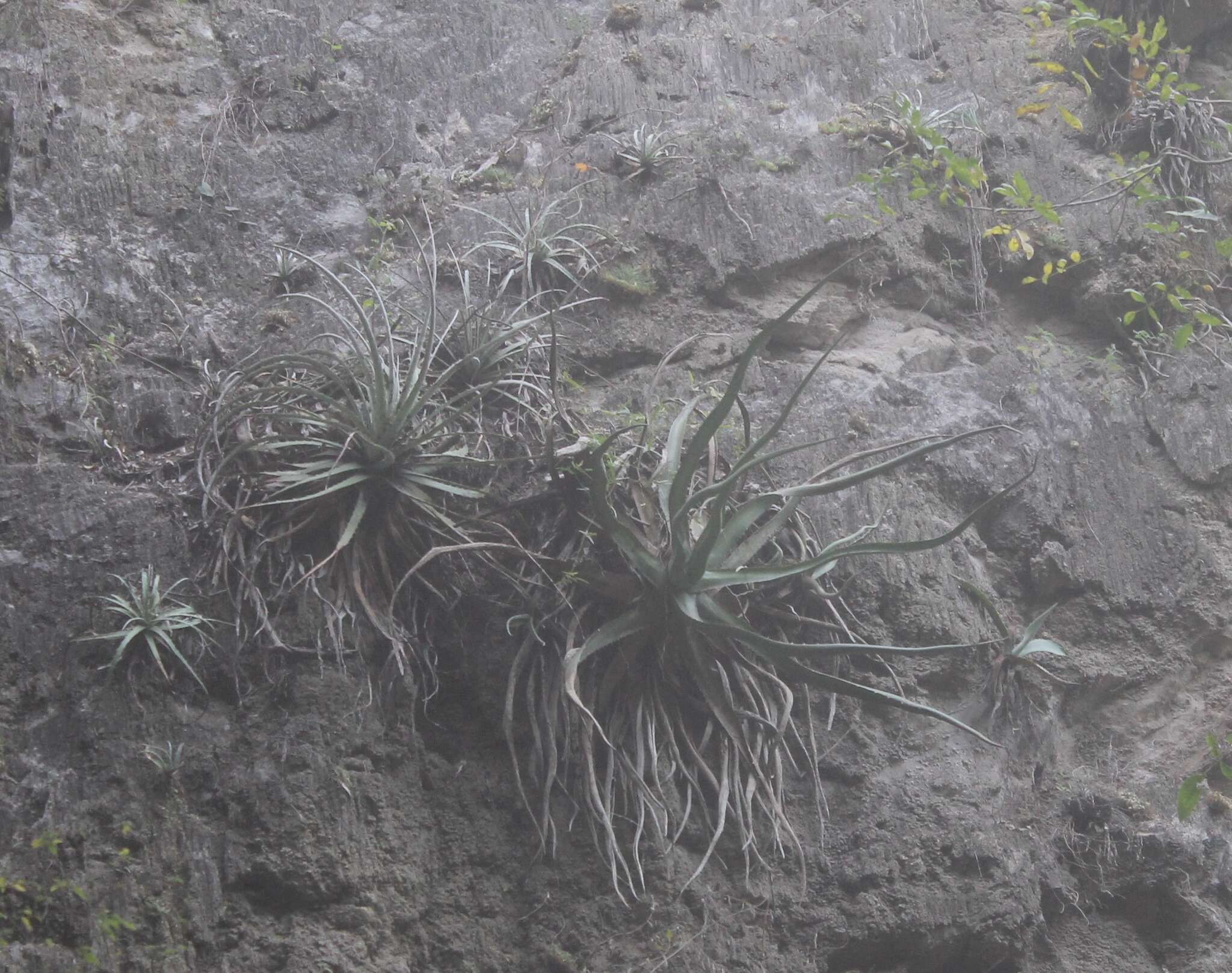 Image of Agave difformis A. Berger