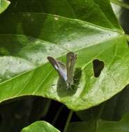 Imagem de Anthene lycaenoides (Felder 1860)