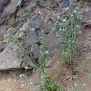 Image de Cryptantha filaginea (Philippi) Reiche