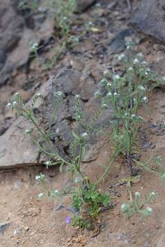 Image of Cryptantha filaginea (Philippi) Reiche