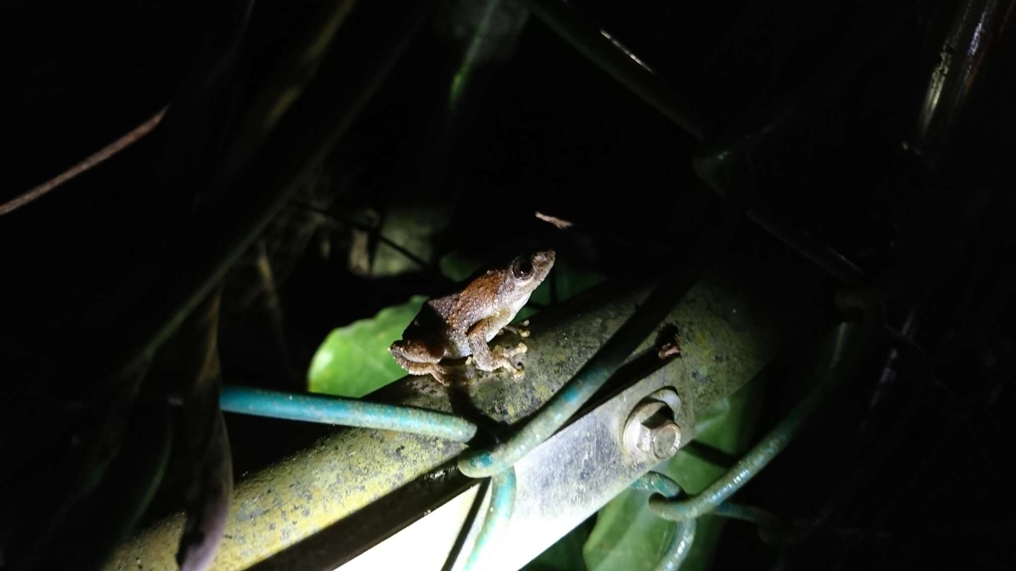 Image of Temple Tree Frog