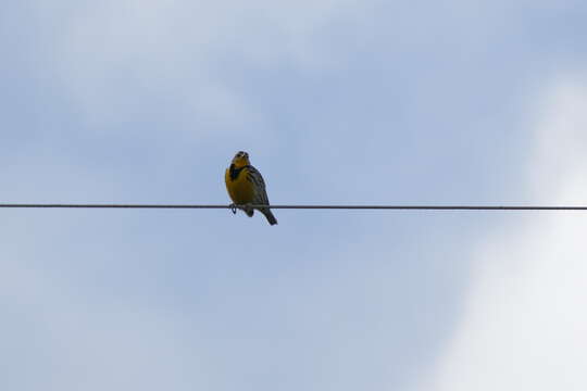 Image of Meadowlark