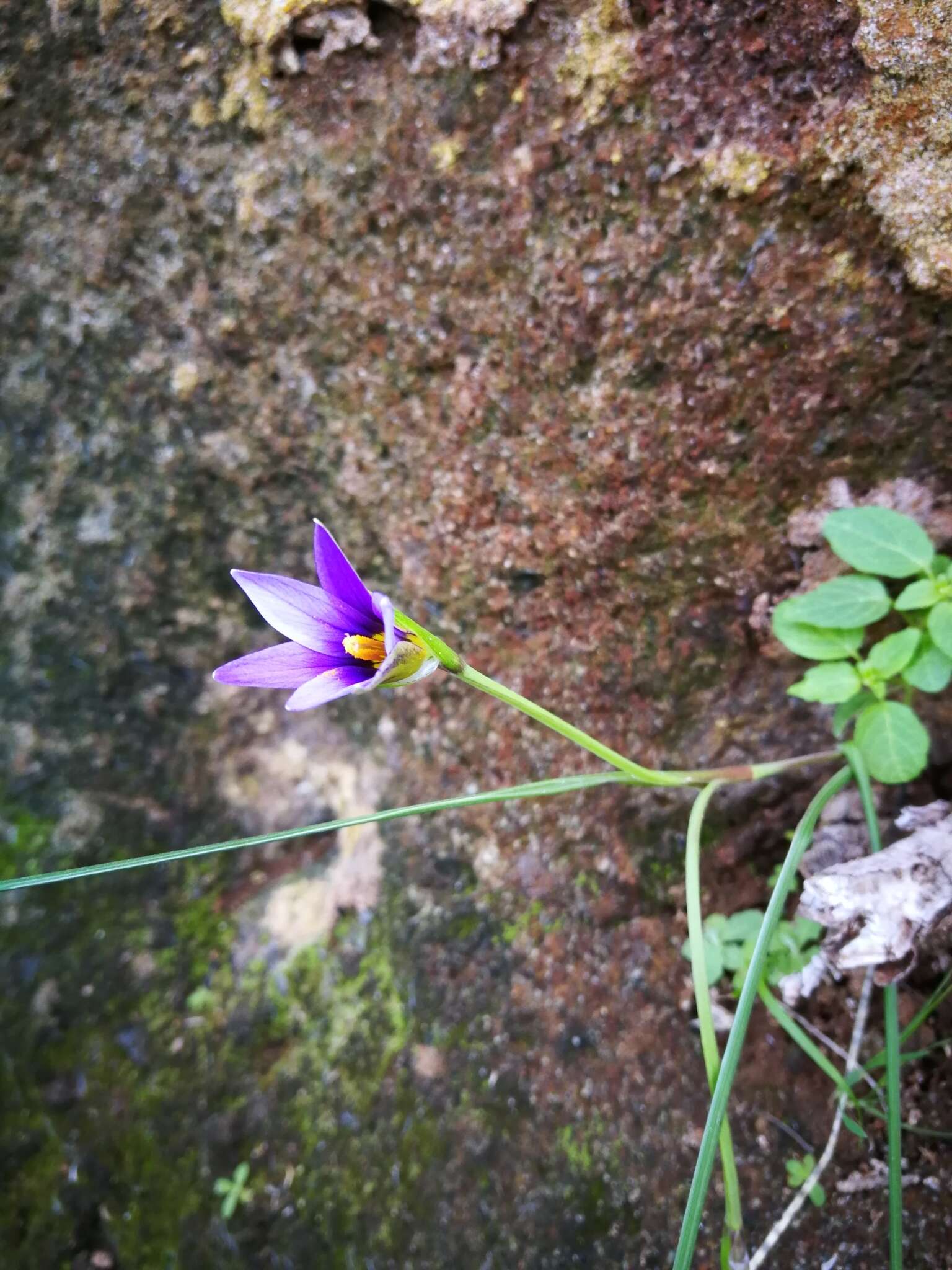 Image of Romulea columnae subsp. grandiscapa (Webb) G. Kunkel