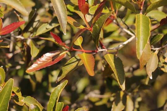 Image of Cassine peragua subsp. affinis (Sond.) R. H. Archer
