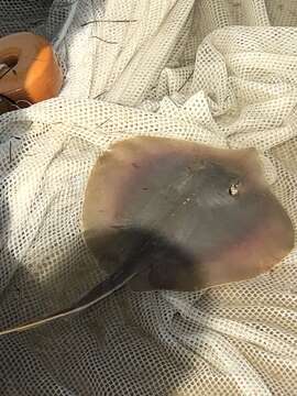 Image of Atlantic Stingray