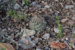 Image of rhinoceros cactus