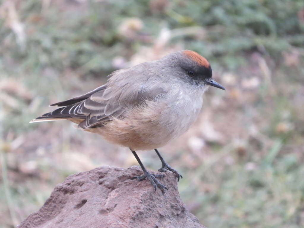 Image of Cinnamon-bellied Ground Tyrant