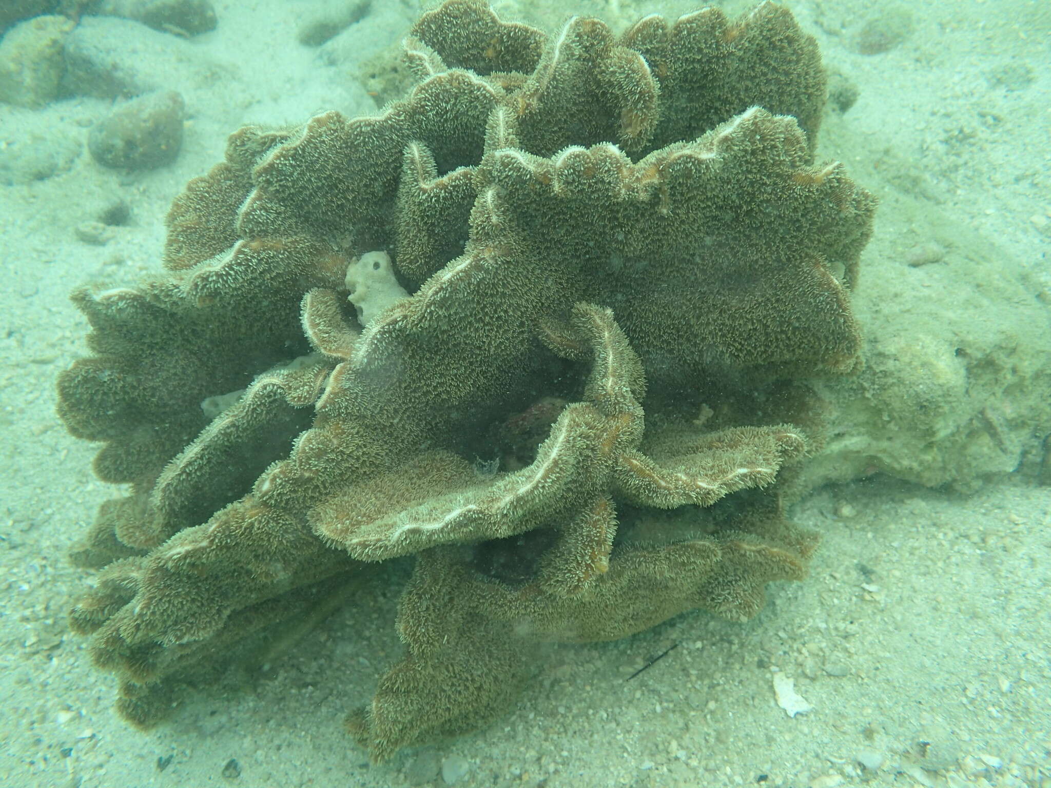Image of Cactus Coral