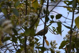 Image of Colima Warbler