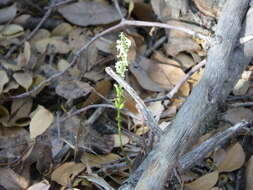 Image of Royal rein orchid